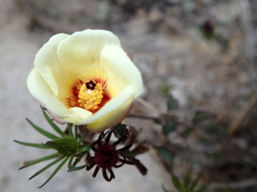 Desert Rose Mallow